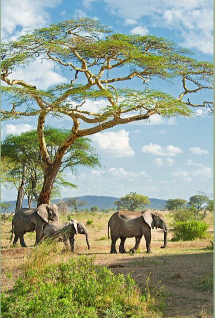 Family Safaris