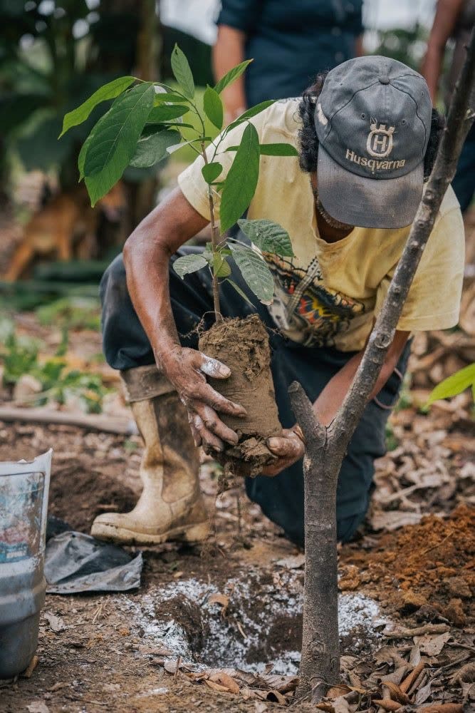 A conservation team member planting a tree seedling